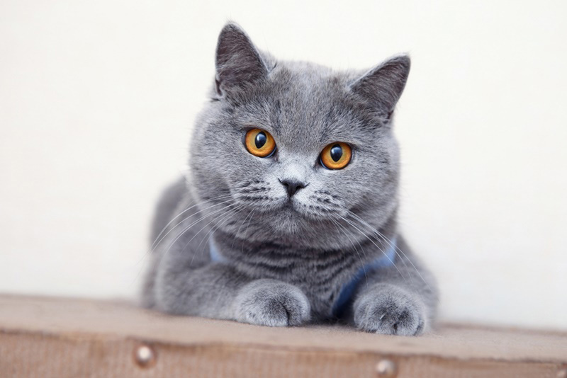 ทาสแมวต้องรู้สายพันธุ์แมวยอดนิยม อยากเป็นทาสแมว ควรเลี้ยงแมวพันธุ์อะไรดี?
